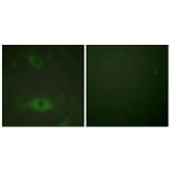 Immunofluorescence - Anti-c-PLA2 (phospho Ser505) Antibody (A0065) - Antibodies.com