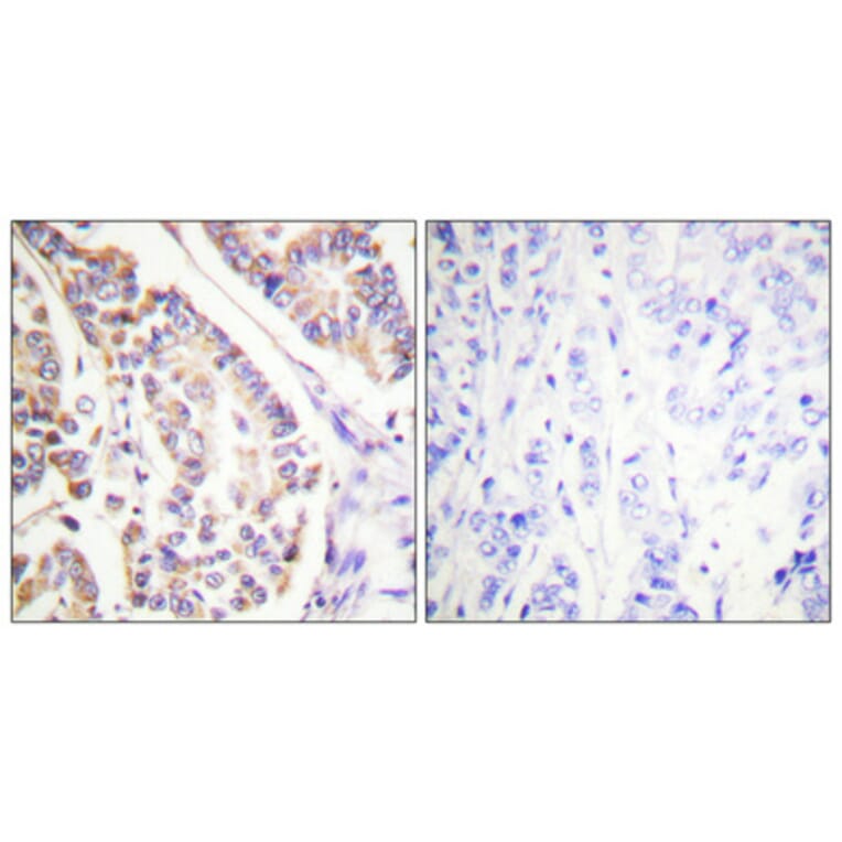 Immunohistochemistry - Anti-c-PLA2 (phospho Ser505) Antibody (A0065) - Antibodies.com