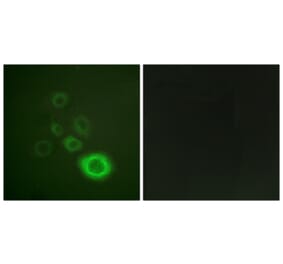 Immunofluorescence - Anti-c-Met (phospho Tyr1003) Antibody (A0871) - Antibodies.com