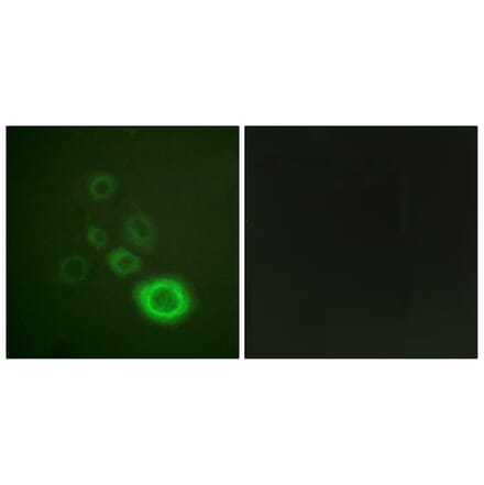 Immunofluorescence - Anti-c-Met (phospho Tyr1003) Antibody (A0871) - Antibodies.com