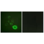 Immunofluorescence - Anti-c-Met (phospho Tyr1003) Antibody (A0871) - Antibodies.com