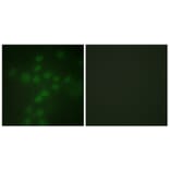 Immunofluorescence - Anti-Telomerase (phospho Ser227) Antibody (A1182) - Antibodies.com