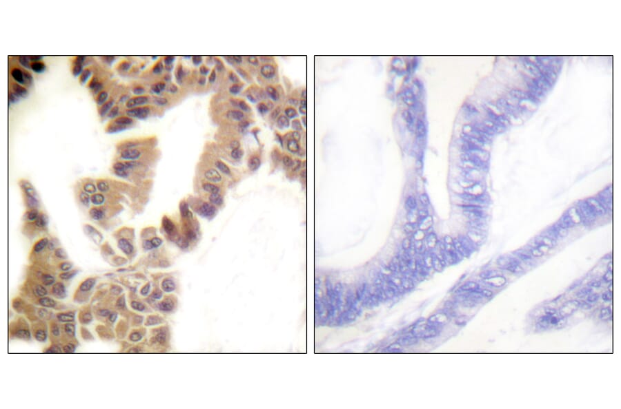Immunohistochemistry - Anti-Caspase 2 (phospho Ser157) Antibody (A1026) - Antibodies.com