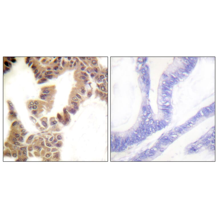 Immunohistochemistry - Anti-Caspase 2 (phospho Ser157) Antibody (A1026) - Antibodies.com