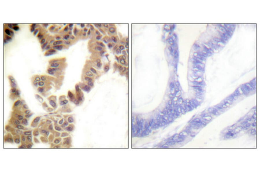 Immunohistochemistry - Anti-Caspase 2 (phospho Ser157) Antibody (A1026) - Antibodies.com