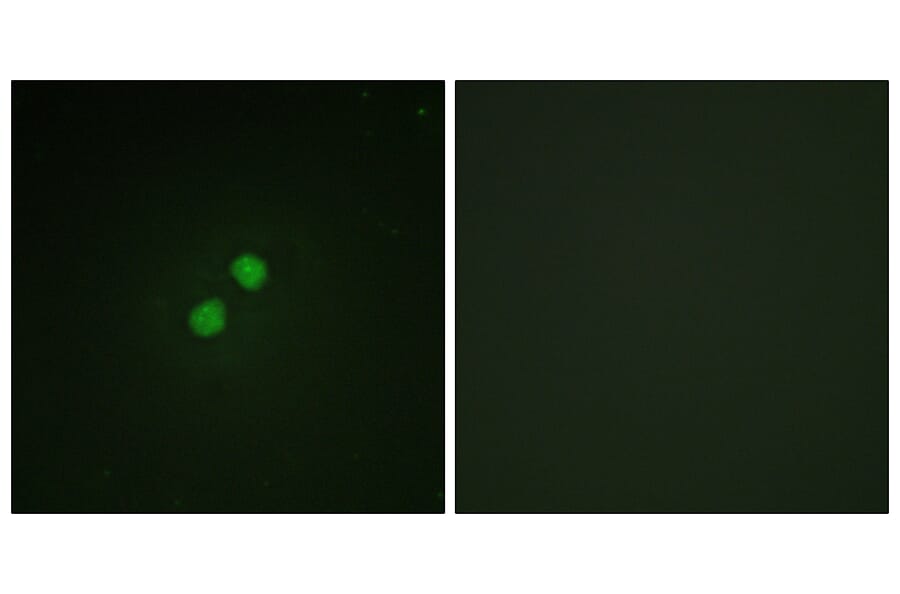 Immunofluorescence - Anti-Nibrin (phospho Ser278) Antibody (A1221) - Antibodies.com