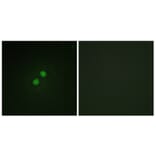 Immunofluorescence - Anti-Nibrin (phospho Ser278) Antibody (A1221) - Antibodies.com