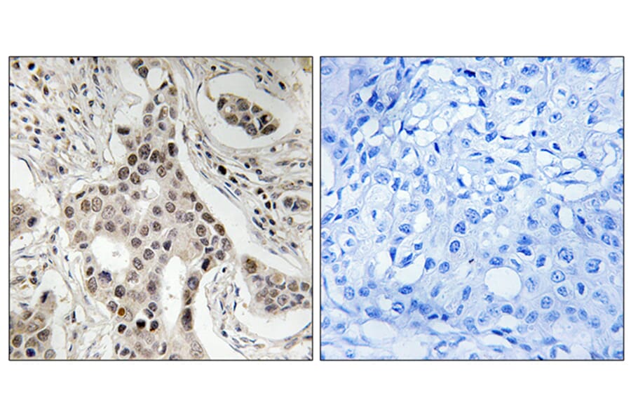 Immunohistochemistry - Anti-NCoA2 (phospho Ser736) Antibody (A8381) - Antibodies.com