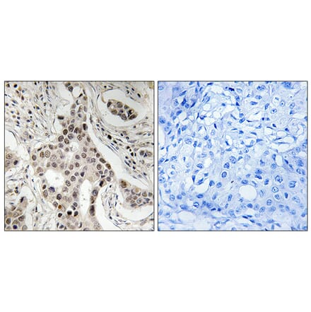Immunohistochemistry - Anti-NCoA2 (phospho Ser736) Antibody (A8381) - Antibodies.com