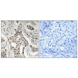 Immunohistochemistry - Anti-NCoA2 (phospho Ser736) Antibody (A8381) - Antibodies.com