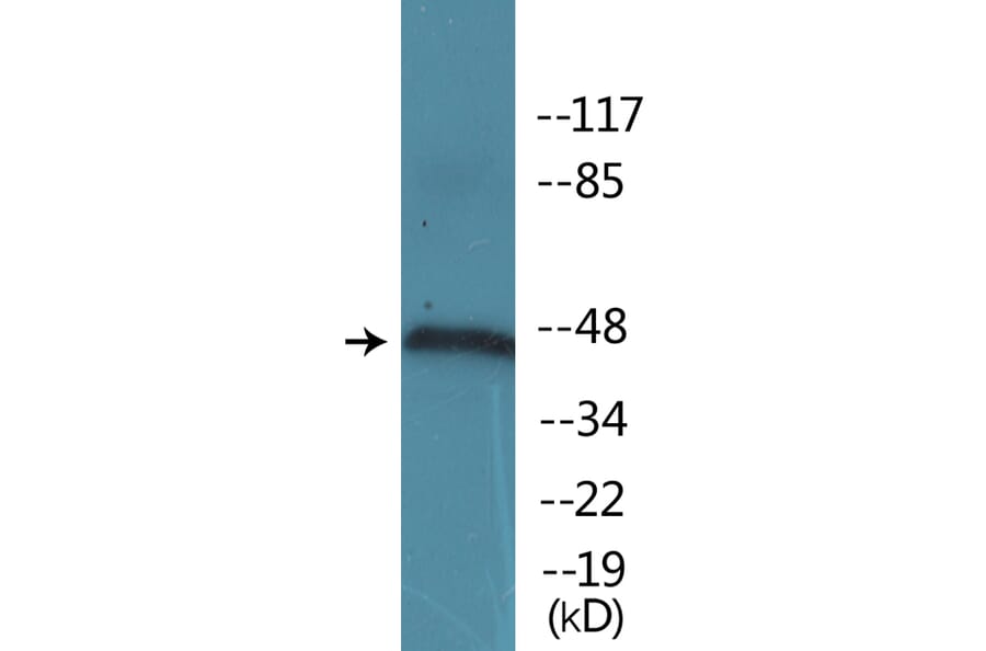 Western Blot - Anti-IRF-3 (phospho Ser385) Antibody (P12-1122) - Antibodies.com