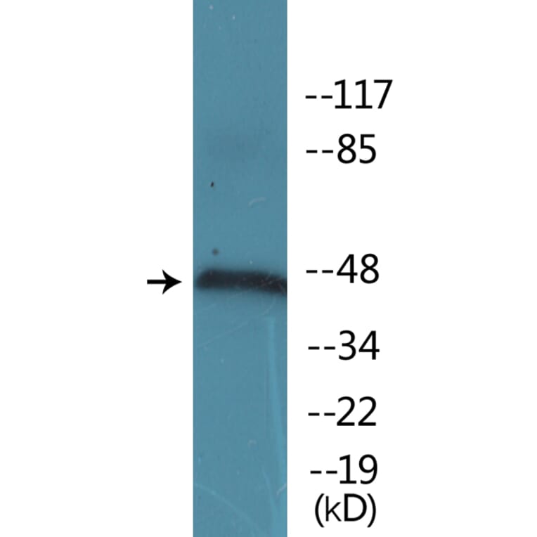 Western Blot - Anti-IRF-3 (phospho Ser385) Antibody (P12-1122) - Antibodies.com