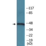 Western Blot - Anti-IRF-3 (phospho Ser385) Antibody (P12-1122) - Antibodies.com