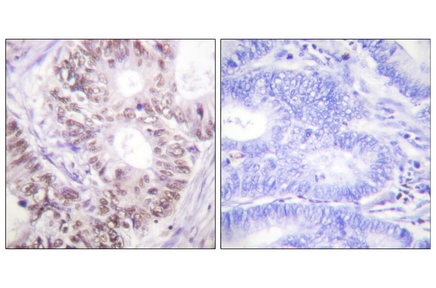 Immunohistochemistry - Anti-CDC25C (phospho Thr48) Antibody (A0628) - Antibodies.com