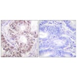 Immunohistochemistry - Anti-CDC25C (phospho Thr48) Antibody (A0628) - Antibodies.com