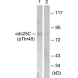 Western Blot - Anti-CDC25C (phospho Thr48) Antibody (A0628) - Antibodies.com