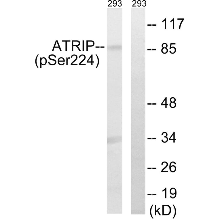 Western Blot - Anti-ATRIP (phospho Ser224) Antibody (A8295) - Antibodies.com