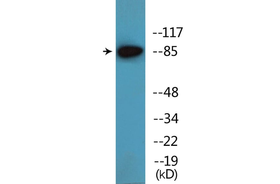 Western Blot - Anti-ATRIP (phospho Ser224) Antibody (P12-1078) - Antibodies.com