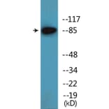 Western Blot - Anti-ATRIP (phospho Ser224) Antibody (P12-1078) - Antibodies.com