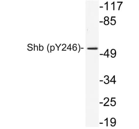 Western Blot - Anti-Shb (phospho Tyr246) Antibody (P12-1055) - Antibodies.com