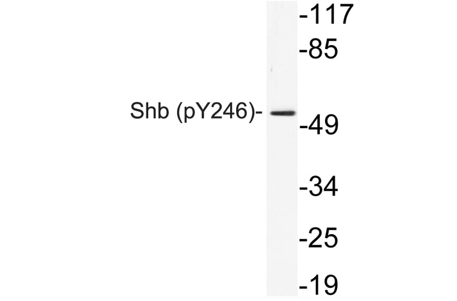 Western Blot - Anti-Shb (phospho Tyr246) Antibody (P12-1055) - Antibodies.com