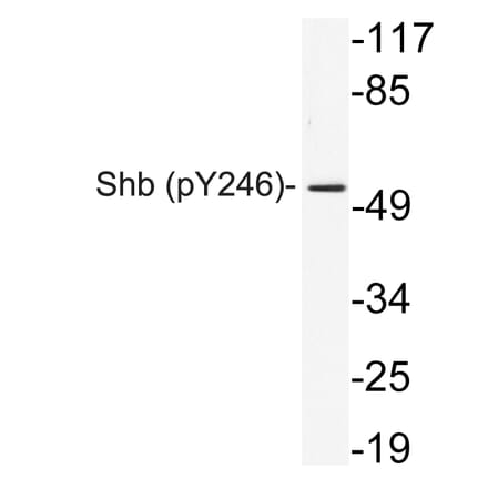 Western Blot - Anti-Shb (phospho Tyr246) Antibody (P12-1055) - Antibodies.com