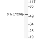 Western Blot - Anti-Shb (phospho Tyr246) Antibody (P12-1055) - Antibodies.com