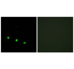 Immunofluorescence - Anti-FosB (phospho Ser27) Antibody (A0930) - Antibodies.com