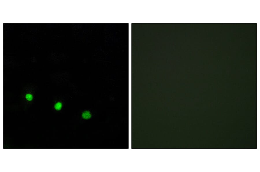 Immunofluorescence - Anti-FosB (phospho Ser27) Antibody (A0930) - Antibodies.com