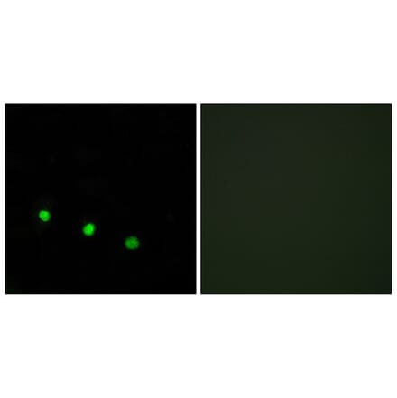 Immunofluorescence - Anti-FosB (phospho Ser27) Antibody (A0930) - Antibodies.com