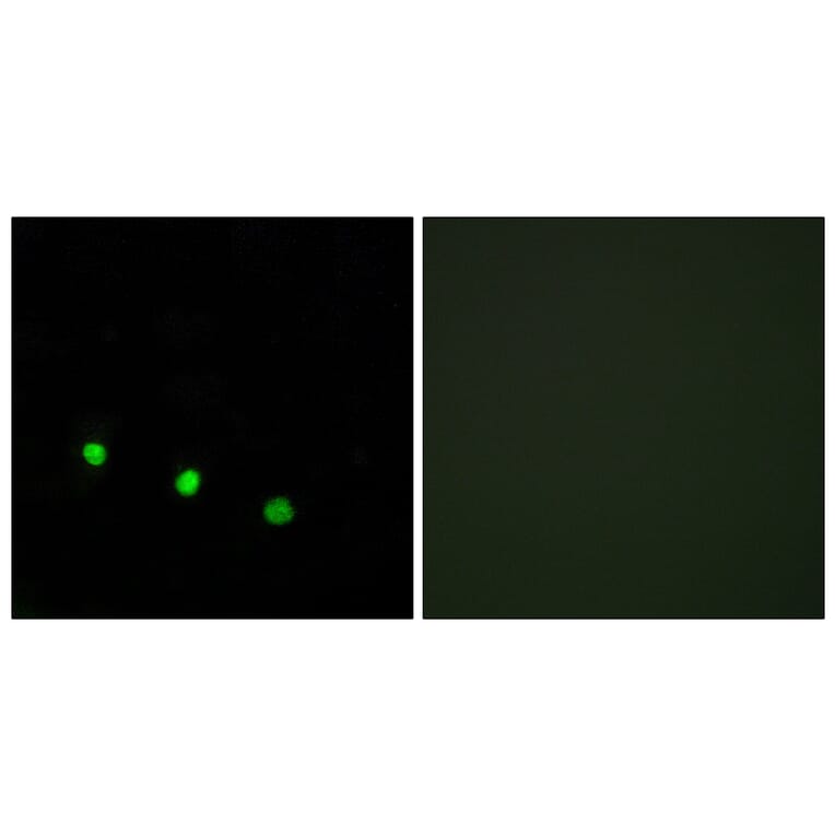 Immunofluorescence - Anti-FosB (phospho Ser27) Antibody (A0930) - Antibodies.com