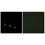 Immunofluorescence - Anti-FosB (phospho Ser27) Antibody (A0930) - Antibodies.com