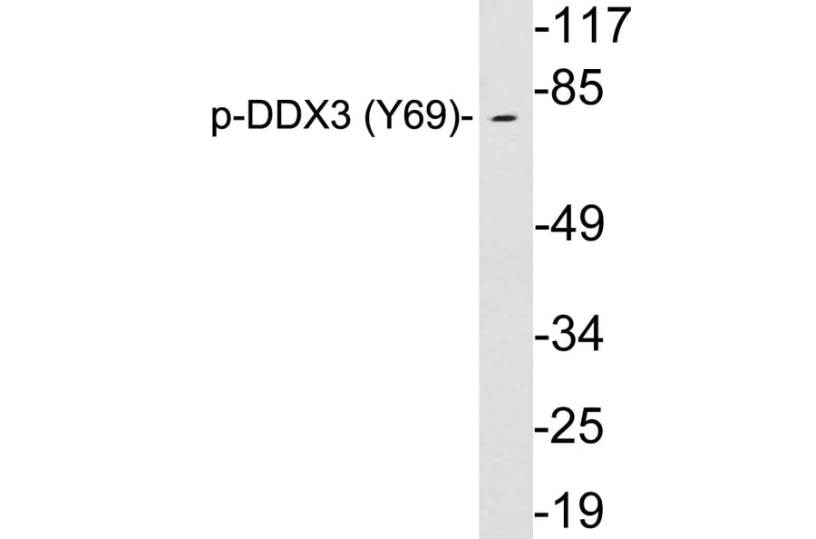 Western Blot - Anti-DDX3 (phospho Tyr69) Antibody (P12-1018) - Antibodies.com