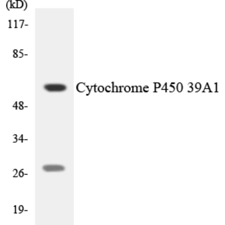 Western Blot - Anti-Cytochrome P450 39A1 Antibody (R12-2681) - Antibodies.com