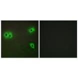 Immunofluorescence - Anti-Collagen XIII alpha1 Antibody (C12217) - Antibodies.com