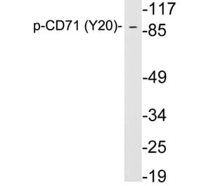 Western Blot - Anti-CD71 (phospho Tyr20) Antibody (P12-1012) - Antibodies.com