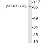 Western Blot - Anti-CD71 (phospho Tyr20) Antibody (P12-1012) - Antibodies.com