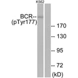 Western Blot - Anti-Bcr (phospho Tyr177) Antibody (A7028) - Antibodies.com