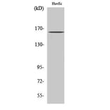 Western Blot - Anti-Bcr (phospho Tyr177) Antibody (A7028) - Antibodies.com