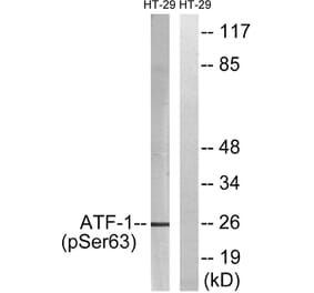 Western Blot - Anti-ATF1 (phospho Ser63) Antibody (A0411) - Antibodies.com