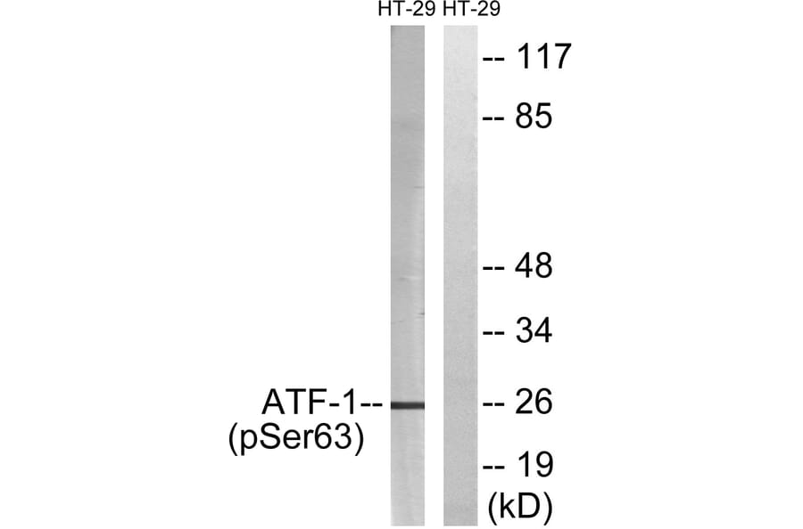 Western Blot - Anti-ATF1 (phospho Ser63) Antibody (A0411) - Antibodies.com