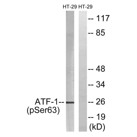 Western Blot - Anti-ATF1 (phospho Ser63) Antibody (A0411) - Antibodies.com