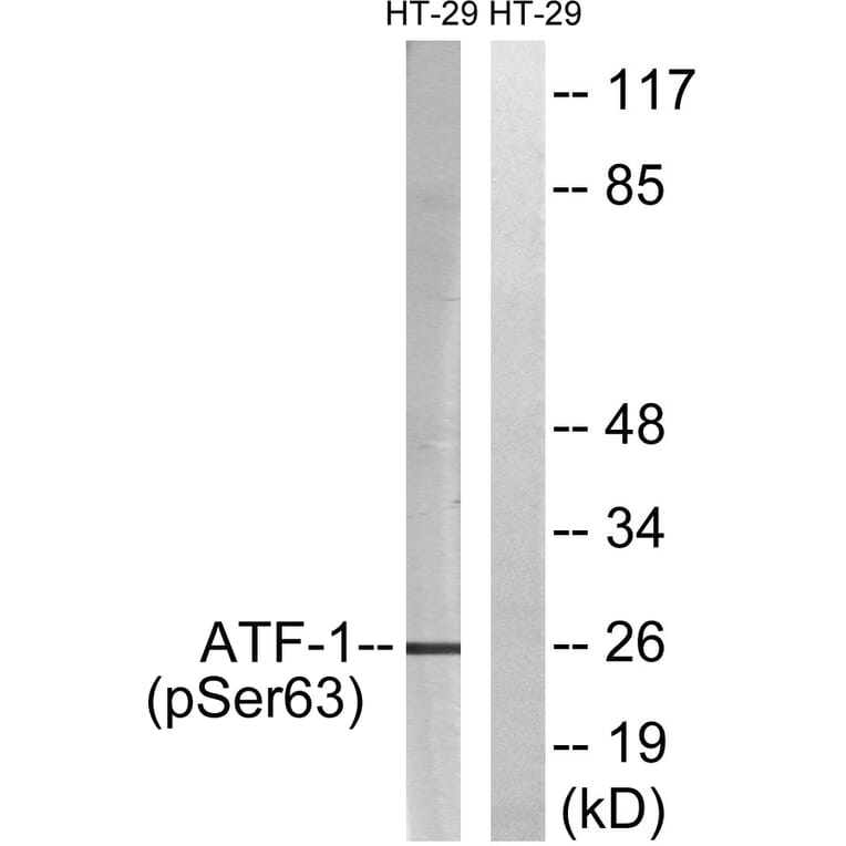 Western Blot - Anti-ATF1 (phospho Ser63) Antibody (A0411) - Antibodies.com