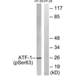 Western Blot - Anti-ATF1 (phospho Ser63) Antibody (A0411) - Antibodies.com