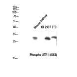 Western Blot - Anti-ATF1 (phospho Ser63) Antibody (A0411) - Antibodies.com