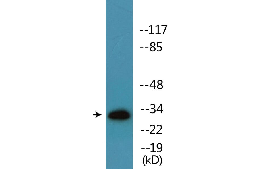 Western Blot - Anti-ATF1 (phospho Ser63) Antibody (P12-1077) - Antibodies.com
