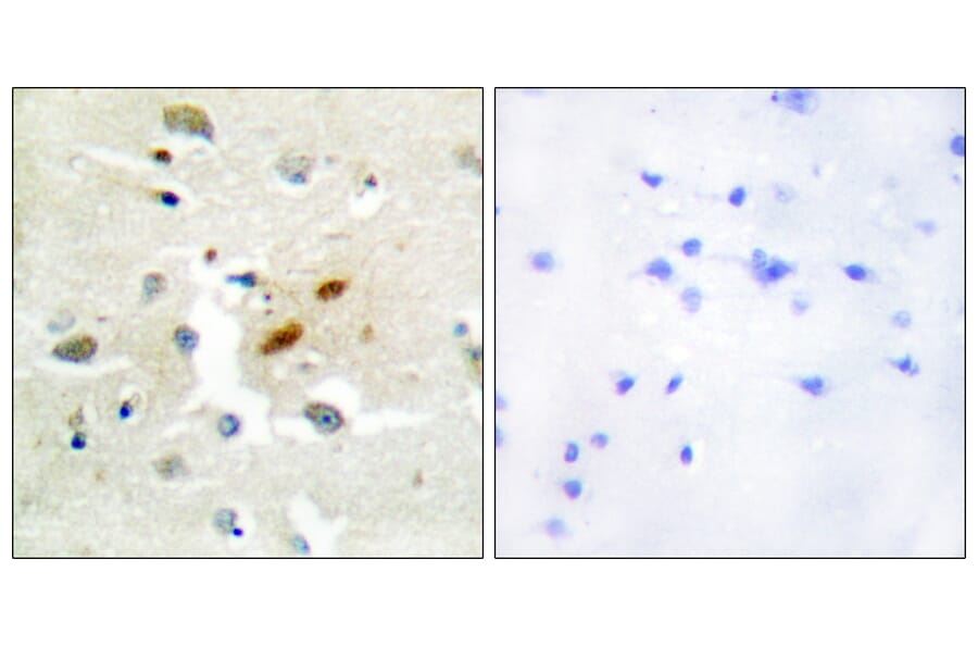 Immunohistochemistry - Anti-DNA Polymerase zeta Antibody (C10144) - Antibodies.com