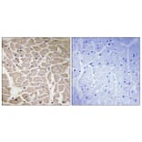 Immunohistochemistry - Anti-Collagen XVI alpha1 Antibody (C12221) - Antibodies.com
