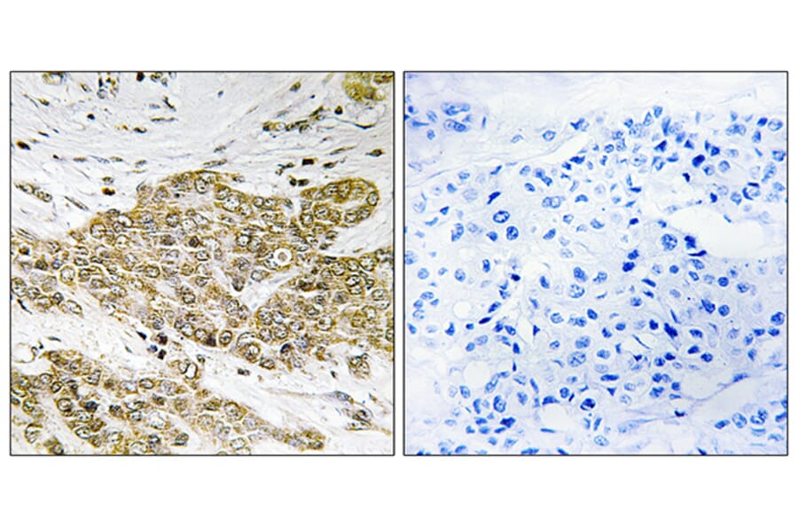 Immunohistochemistry - Anti-p53 (phospho Ser6) Antibody (A7185) - Antibodies.com