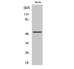 Western Blot - Anti-TUBA3C + TUBA3E Antibody (C20908) - Antibodies.com